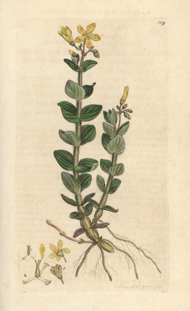 Marsh-mäkikuisma, Hypericum elodes (Mäkikuisma) Käsinvärinen kuparikaiverrus James Sowerbyn kuvituksesta James Smithin Englannin kasvitieteestä Lontoossa tekijältä James Sowerby