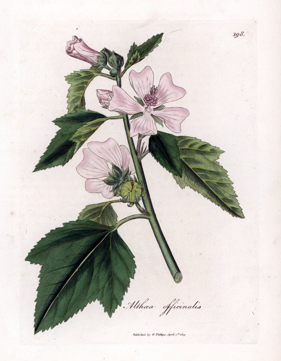 Marshmallow officinale tai villi tai valkoinen violetti vaahtokarkki, Althaea officinalis. Käsinvärinen kuparilevykaiverrus James Sowerbyn kasvitieteellisestä kuvituksesta William Woodvillesta ja Sir William Jackson Hookerin "" Medical Botany" -teoksesta,  tekijältä James Sowerby