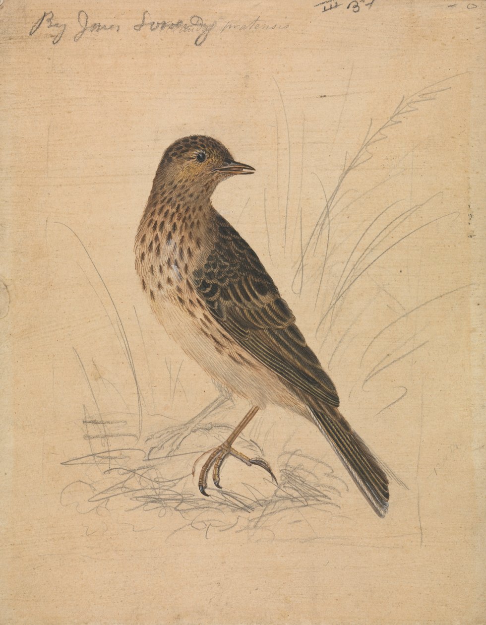 Meadow Sparrow tekijältä James Sowerby