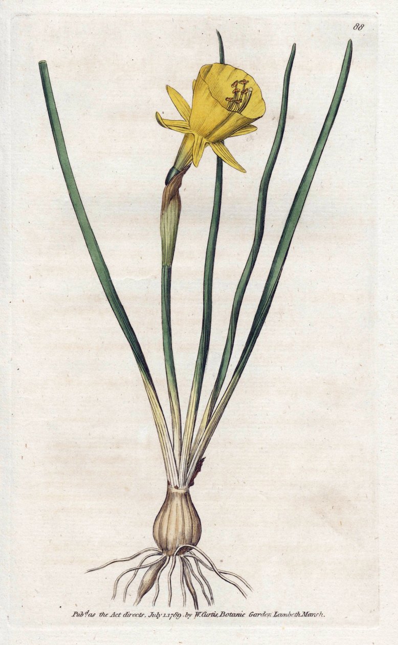Medusa Trumpet - James Sowerbyn (1757-1822) litografia, William Curtisin kasvitieteellinen aikakauslehti (1746-1799) tekijältä James Sowerby