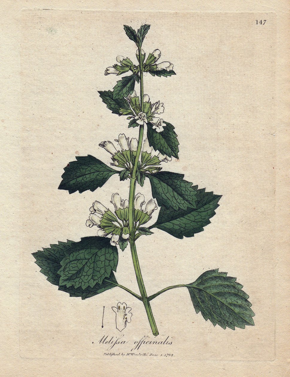 Melisse officinale (Melissa officinalis). Käsinvärjätty kuparikaiverrus James Sowerbyn kuvituksesta. Ote William Woodvillen ja Sir William Jackson Hookerin kirjasta "" Botanique medicale"" 1832. Väsymätön Sowerby (1757-1822) piirsi tekijältä James Sowerby