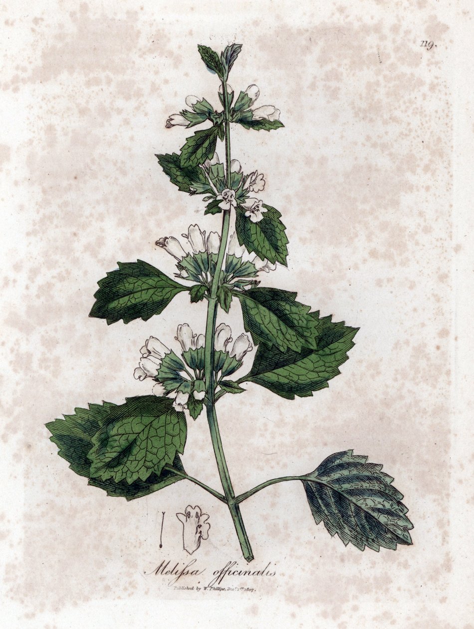Melisse officinale tai melisse sitruunaruoho - tavallinen balsami, Melissa officinalis. Käsinvärinen kuparilevykaiverrus James Sowerbyn kasvitieteellisestä kuvituksesta William Woodvillesta ja Sir William Jackson Hookerin "" Medical Botany" -teoksesta, Joh tekijältä James Sowerby