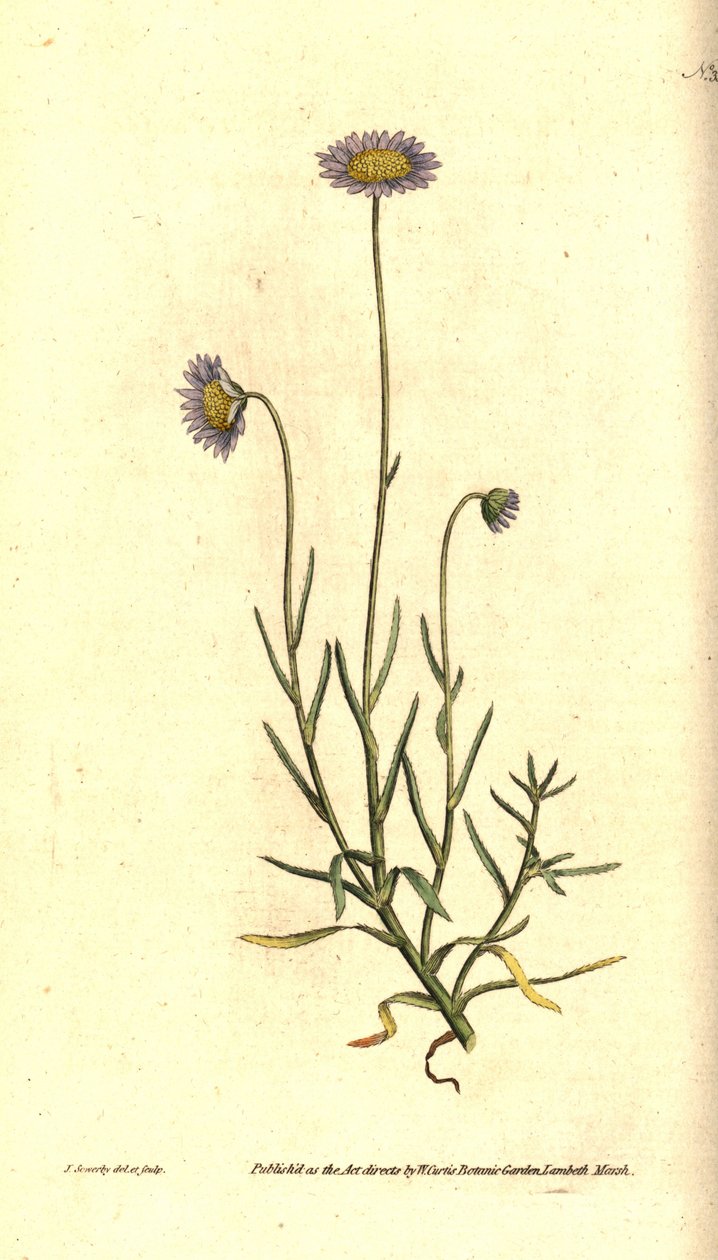 Mignonette Aster - Felicia tenella (Brisly-lehtinen aster, Aster tenellus). James Sowerbyn käsinvärinen kuparikaiverrus ja kasvitieteellinen kuvitus William Curtisin The Botanical Magazinesta, Lambeth Marsh, Lontoo tekijältä James Sowerby