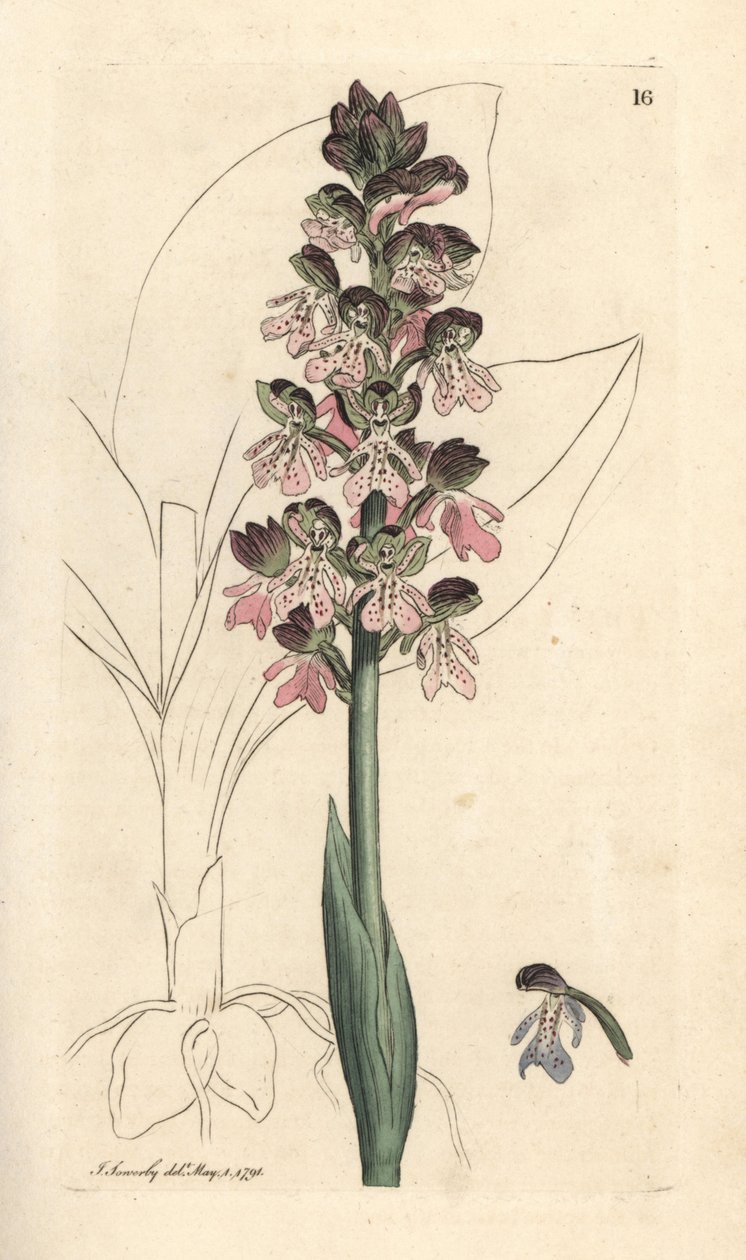 Military orchis, Orchis militaris (Orchis warrior) Käsinvärinen kuparikaiverrus James Sowerbyn kuvituksen jälkeen James Smithin Englannin kasvitieteestä Lontoossa tekijältä James Sowerby