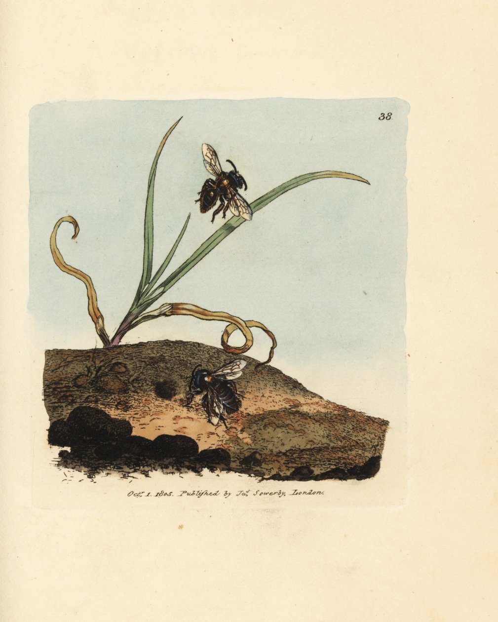 Kaivosmehiläinen, Andrena nigroaenea (Melitta nigro-aenea). James Sowerbyn käsinvärinen kuparikaiverrus The British Miscellanysta tai värilliset hahmot uusista, harvinaisista tai vähän tunnetuista eläimistä. tekijältä James Sowerby