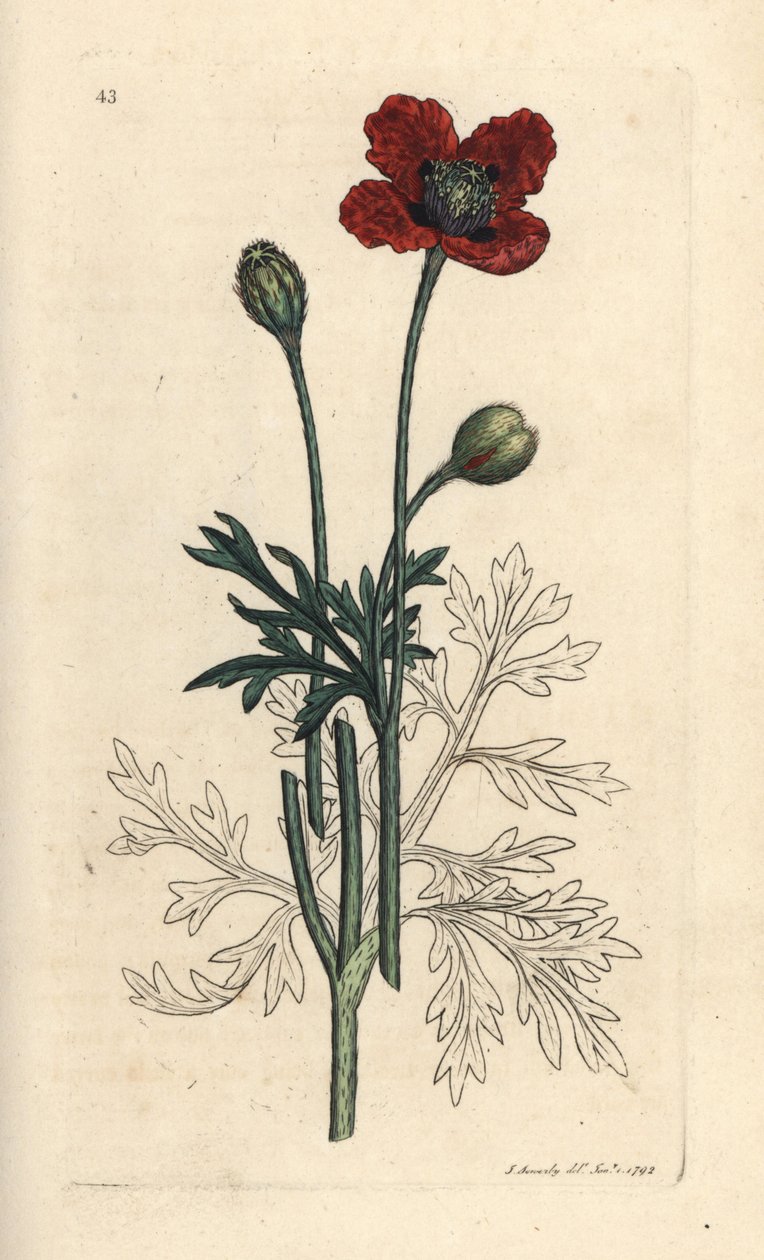 Sekarotuikko tai pyöreä piikikäs unikko, Papaver hybridum. Käsinvärinen kuparikaiverrus James Sowerbyn kuvituksen jälkeen James Smithin Englannin kasvitieteellisestä lehdestä Lontoossa tekijältä James Sowerby
