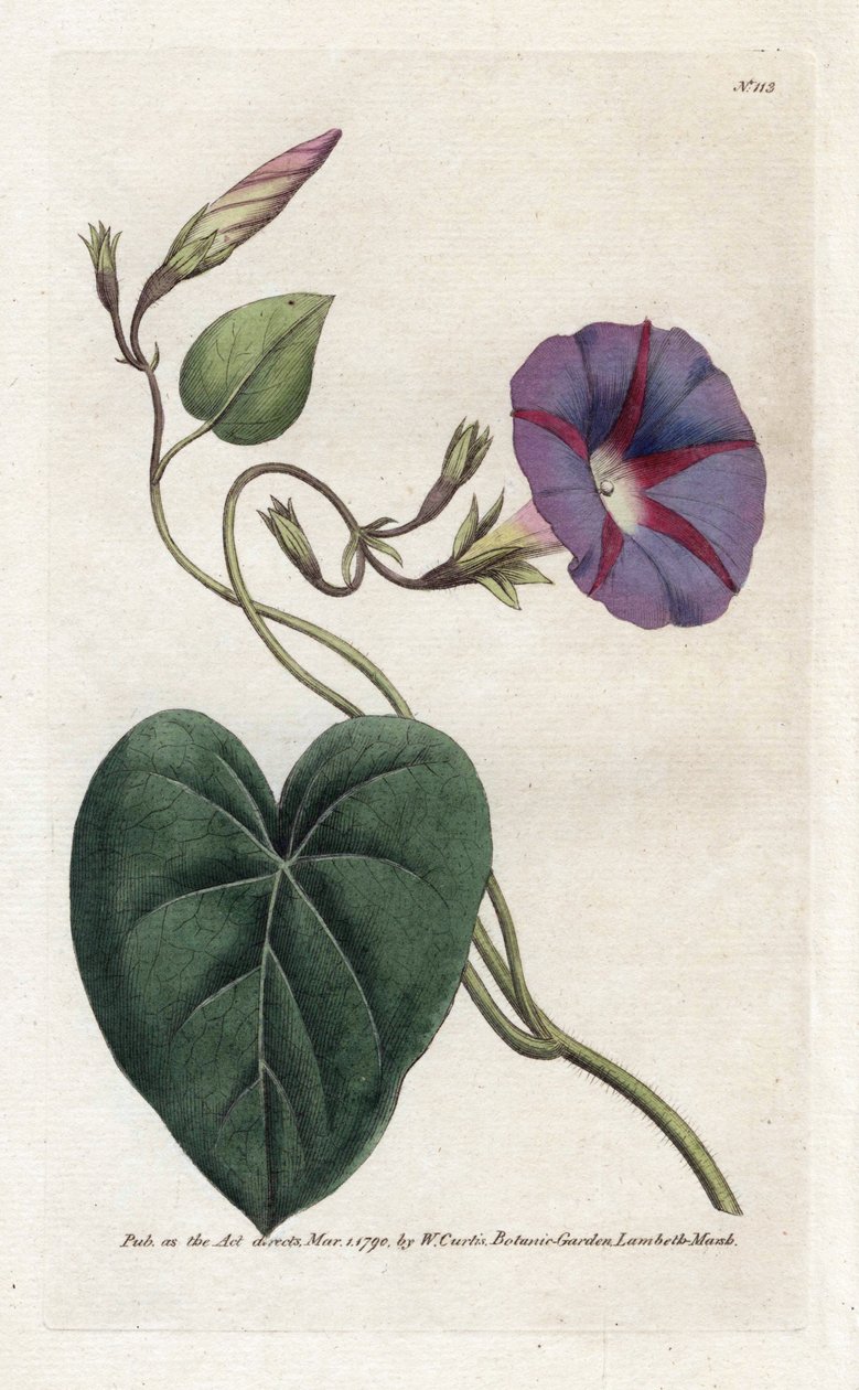 Morning Glory tai Ipomee - James Sowerbyn (1757-1822) litografia, William Curtisin kasvitieteellinen aikakauslehti (1746-1799) tekijältä James Sowerby