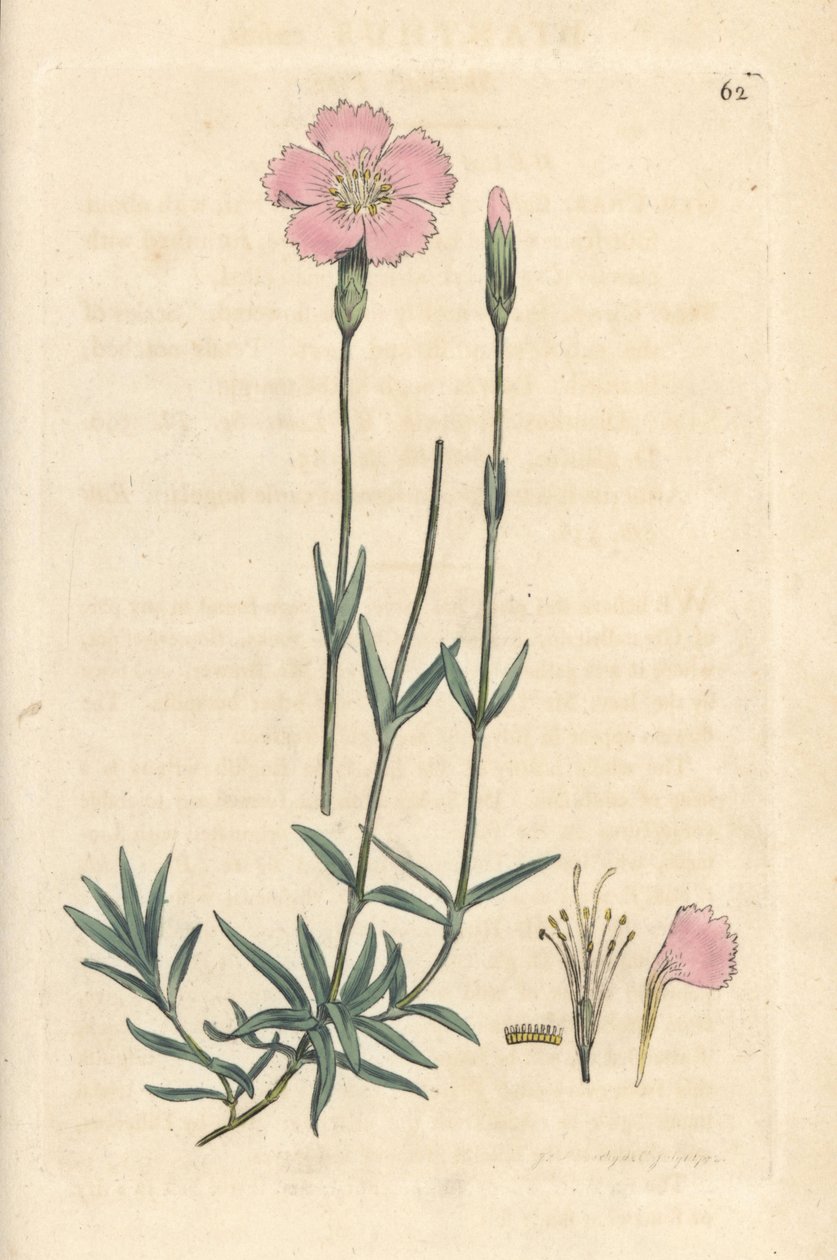 Mountain pink, Dianthus caesius. Käsinvärinen kuparikaiverrus James Sowerbyn kuvituksen jälkeen James Smithin Englannin kasvitieteellisestä lehdestä Lontoossa tekijältä James Sowerby