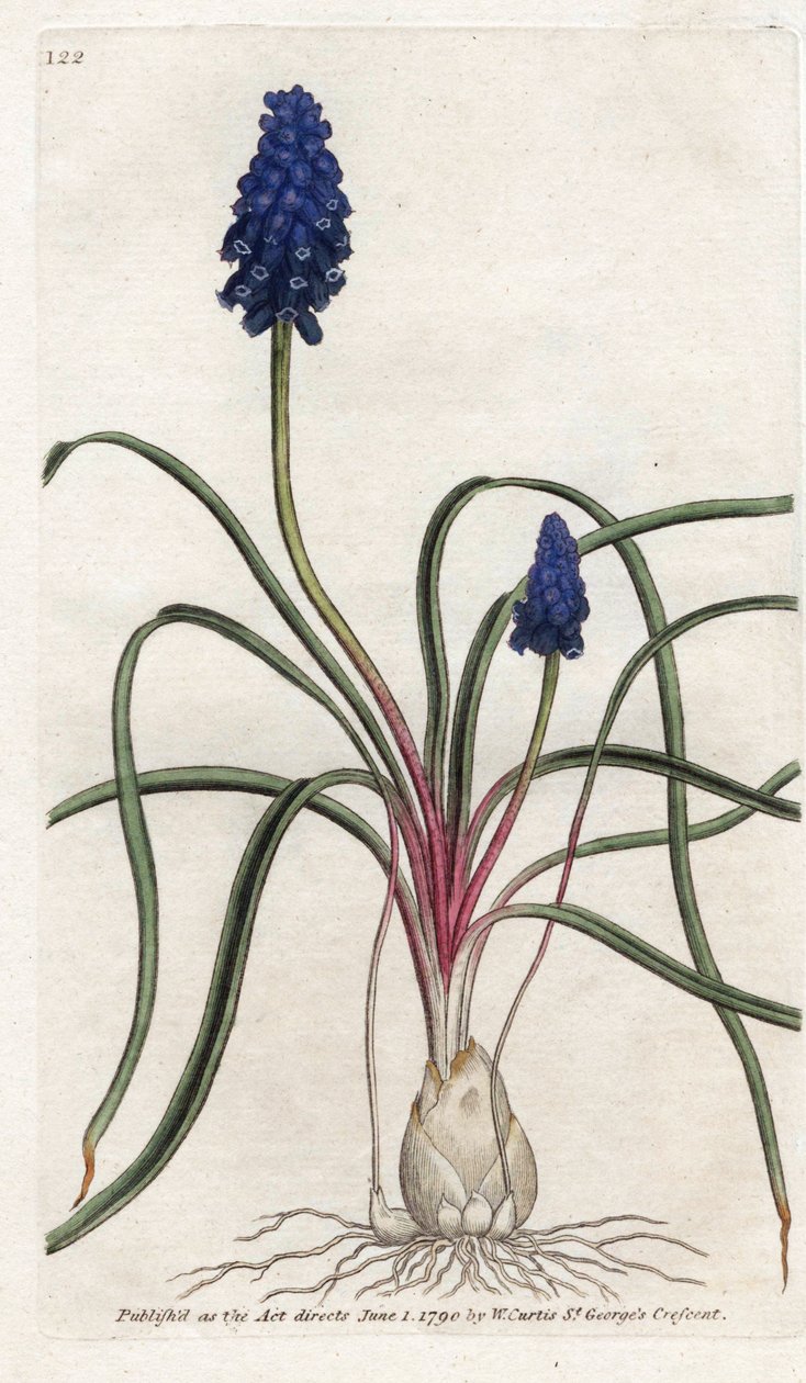 Muscari a bunch tai muscari neglige - James Sowerbyn (1757-1822) litografia, William Curtisin (1746-1799) kasvitieteellinen aikakauslehti tekijältä James Sowerby