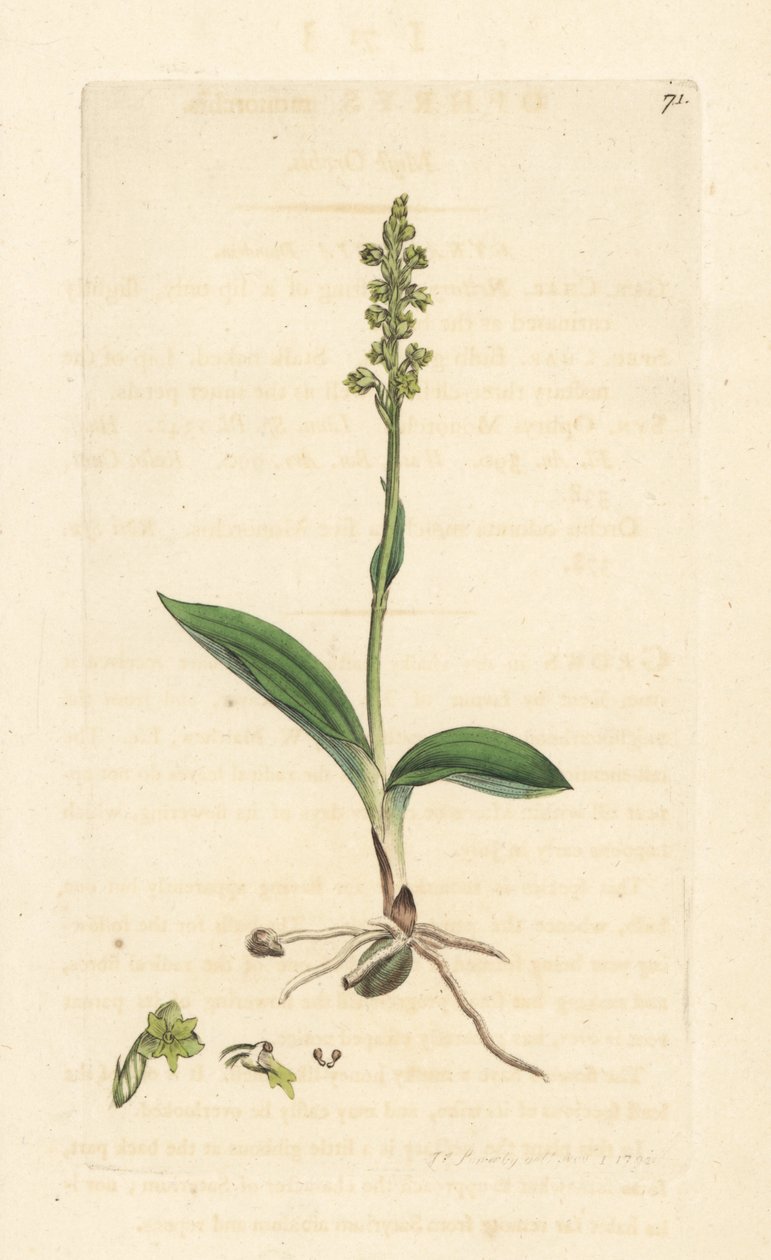 Myskiorkidea, Herminium monorchis (Musk orchis, Ophrys monorchis). Käsinvärinen kuparikaiverrus James Sowerbyn kuvituksen jälkeen James Smithin Englannin kasvitieteellisestä lehdestä Lontoossa tekijältä James Sowerby