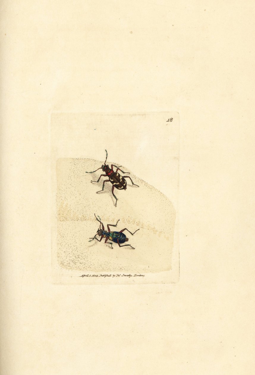 Pohjoinen dyynitiikerikuoriainen, Cicindela hybrida. James Sowerbyn käsinvärinen kuparikaiverrus The British Miscellanysta tai värillisiä hahmoja uusista, harvinaisista tai vähän tunnetuista eläimistä. tekijältä James Sowerby