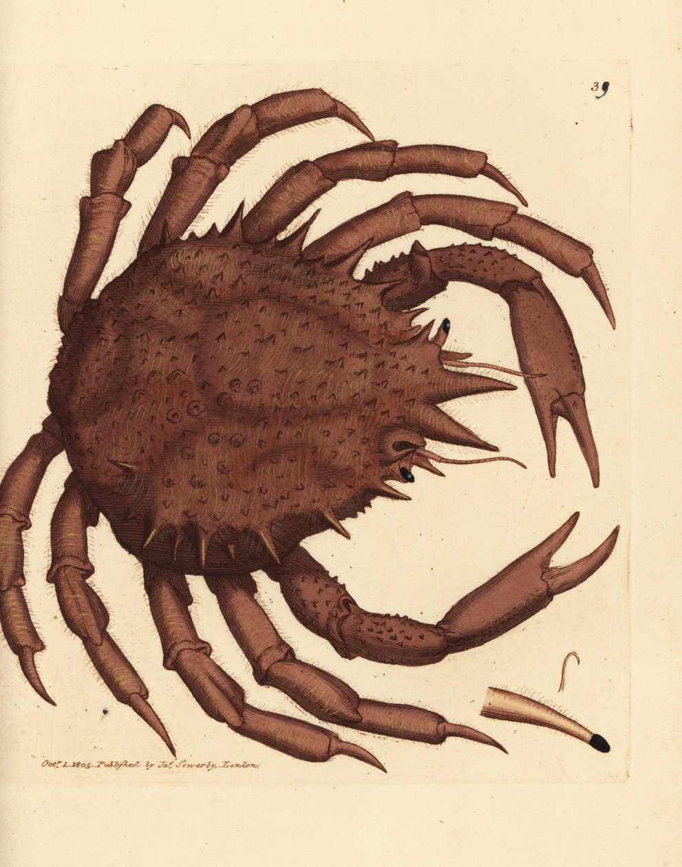 Norjan kuningasrapu tai pohjoisen kivirapu, Lithodes maja. James Sowerbyn käsinvärinen kuparikaiverrus The British Miscellanysta tai värillisiä hahmoja uusista, harvinaisista tai vähän tunnetuista eläimistä. tekijältä James Sowerby