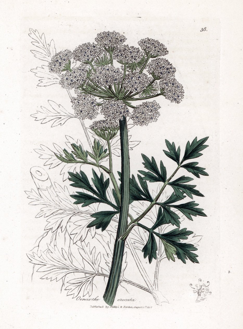Oenanthe safranee - Hemlock-vesipisara, Oenanthe crocata. Käsinvärinen kuparilevykaiverrus James Sowerbyn kasvitieteellisestä kuvituksesta William Woodvillesta ja Sir William Jackson Hookerin "" Medical Botany" -teoksesta, John Bohn, Lontoo tekijältä James Sowerby