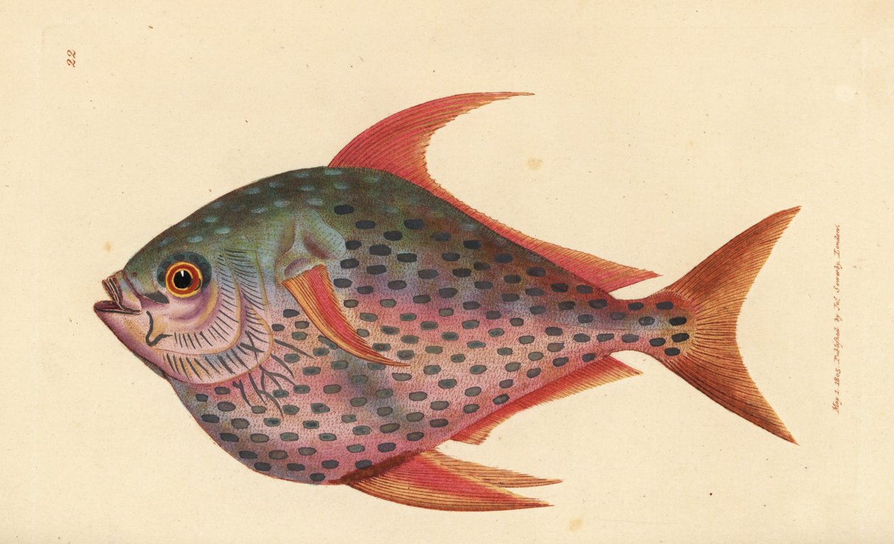 Opah, Lampris guttatus (Zeus opah). James Sowerbyn käsinvärinen kuparikaiverrus The British Miscellanysta tai värillisiä hahmoja uusista, harvinaisista tai vähän tunnetuista eläimistä. tekijältä James Sowerby