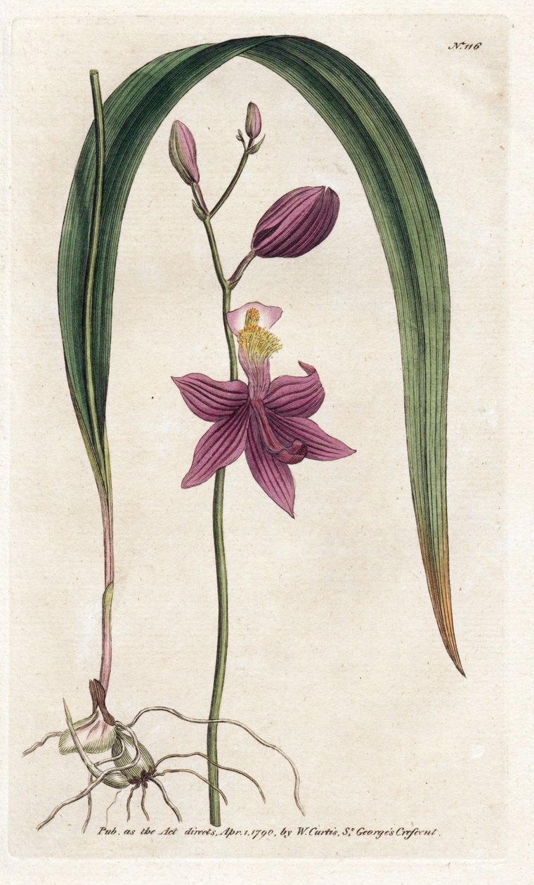 Orkidea: calopogon tuberus - James Sowerbyn (1757-1822) litografia, William Curtis