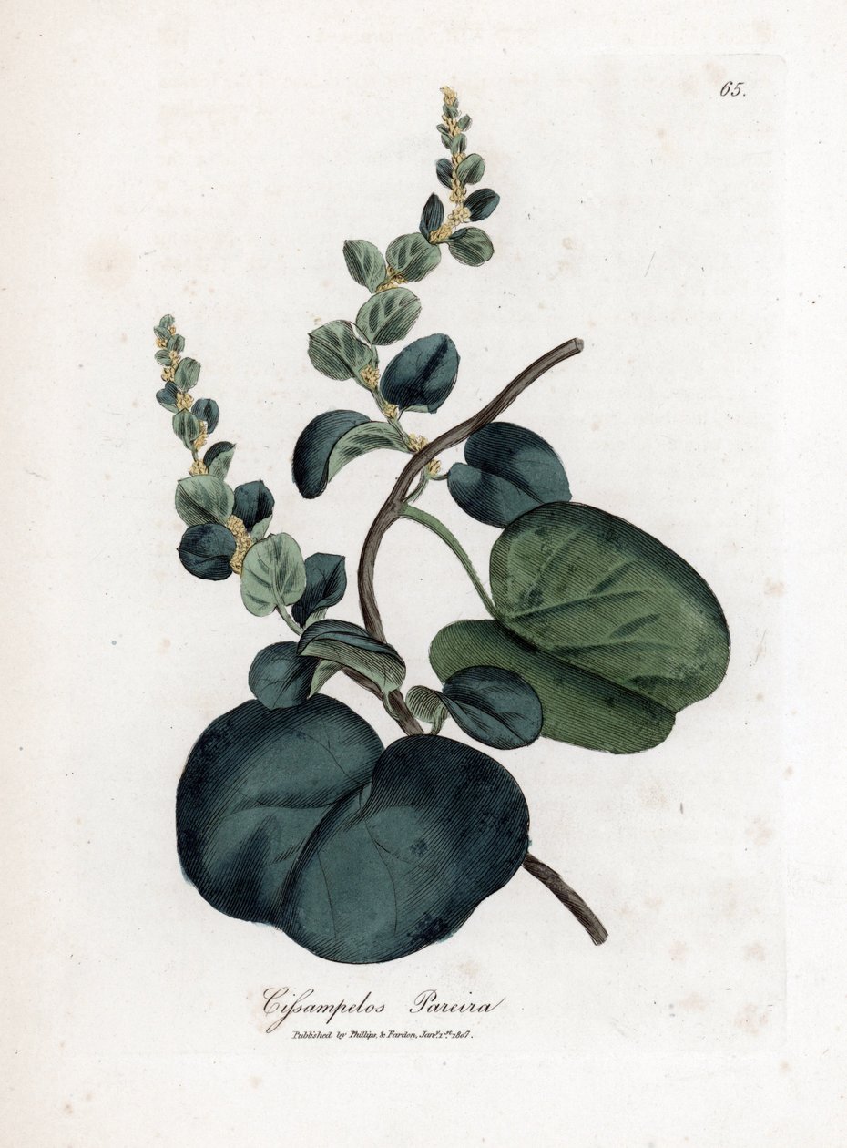 Pareira brava cissampelos, Cissampelos pareira pareira. Käsinvärinen kuparilevykaiverrus James Sowerbyn kasvitieteellisestä kuvituksesta William Woodvillesta ja Sir William Jackson Hookerin "" Medical Botany" -teoksesta, John Bohn, Lontoo tekijältä James Sowerby
