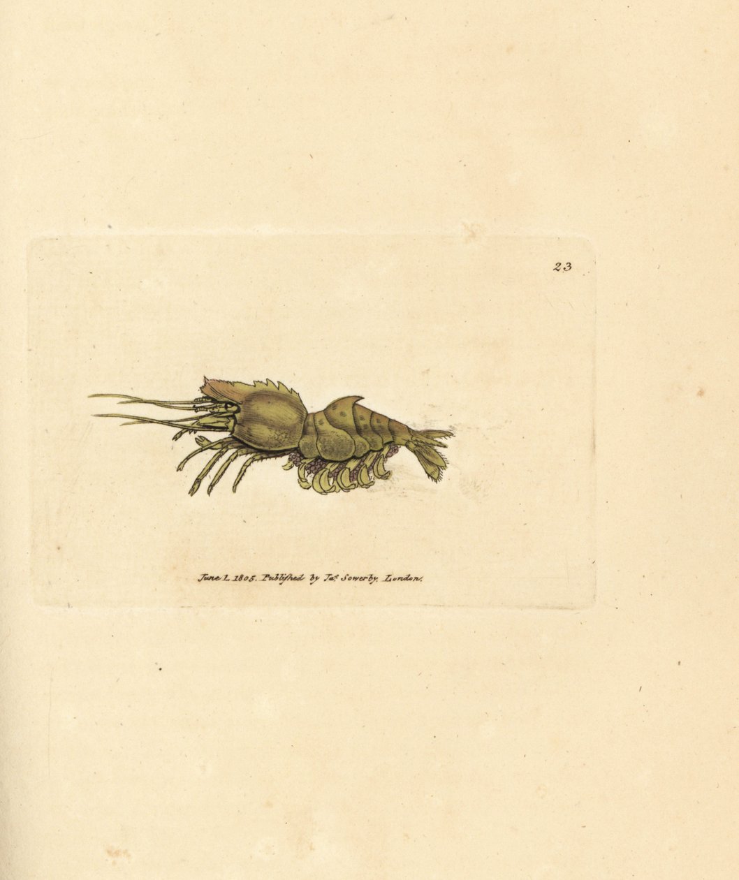 Papukaijakatkarapu, Spirontocaris spinus (Spine backed shrimp; Cancer spinus). James Sowerbyn käsinvärinen kuparikaiverrus The British Miscellanysta tai värillisiä hahmoja uusista, harvinaisista tai vähän tunnetuista eläimistä. tekijältä James Sowerby