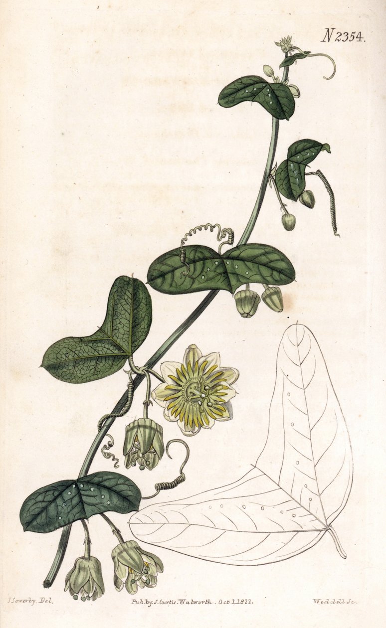 Passionflower -lajike - Passiflora biflora (Crescent-leaved passionflower, Passiflora lunata). Weddellin käsinvärinen kuparikaiverrus James Sowerbyn kuvituksen jälkeen Samuel Curtisin "" Botanical Magazine -lehdestä" Lontoossa tekijältä James Sowerby