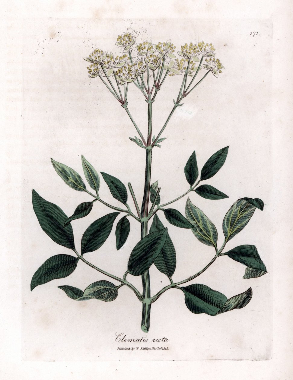 Monivuotinen klematiitti - Pystyneitsyen bower, Clematis recta. Käsinvärinen kuparikaiverrus James Sowerbyn kasvitieteellisestä kuvituksesta William Woodvillesta ja Sir William Jackson Hookerin "" Medical Botany" -teoksesta, John Bohn, Lontoo tekijältä James Sowerby