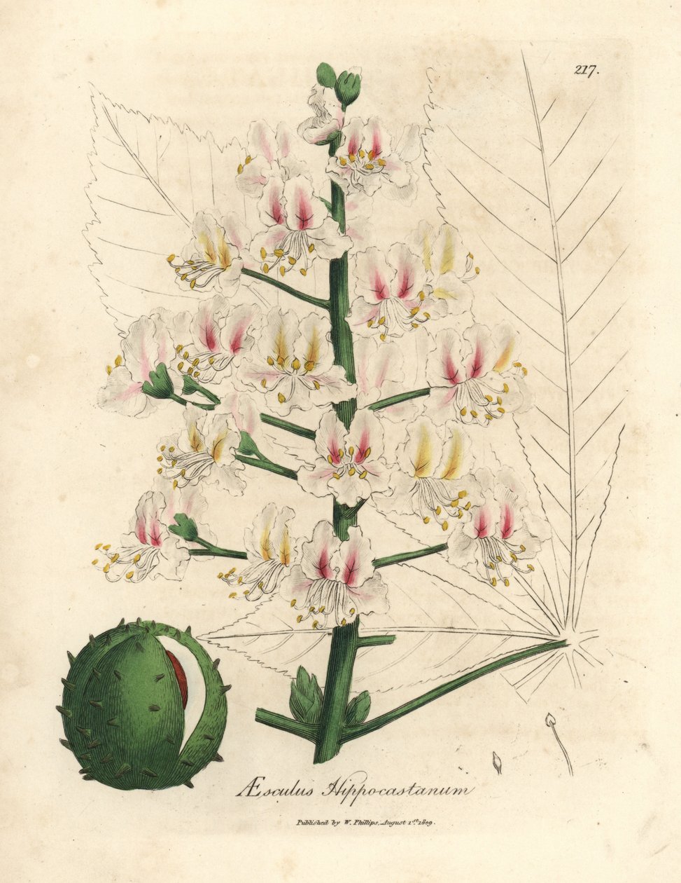 Hevoskastanjapuun, Aesculus hippocastanum, vaaleanpunainen kukka ja hedelmä tekijältä James Sowerby