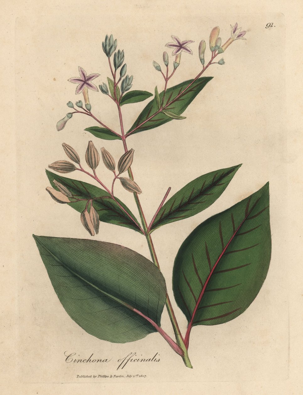 Vaaleanpunainen kukkainen perulainen kuoripuu, Cinchona officinalis tekijältä James Sowerby