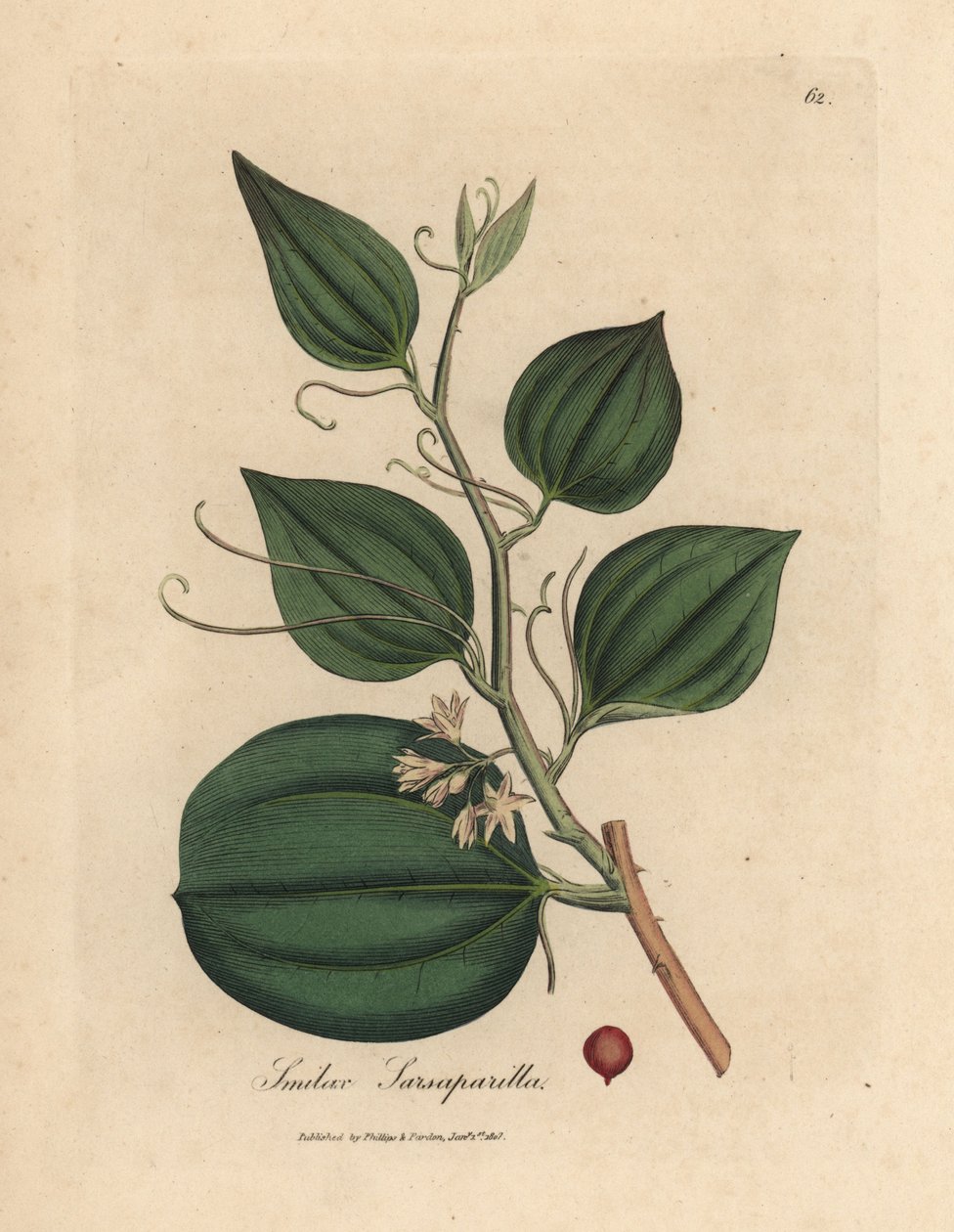 Vaaleanpunainen kukka ja marja sarsaparilla smilax, Smilax sarsaparilla tekijältä James Sowerby