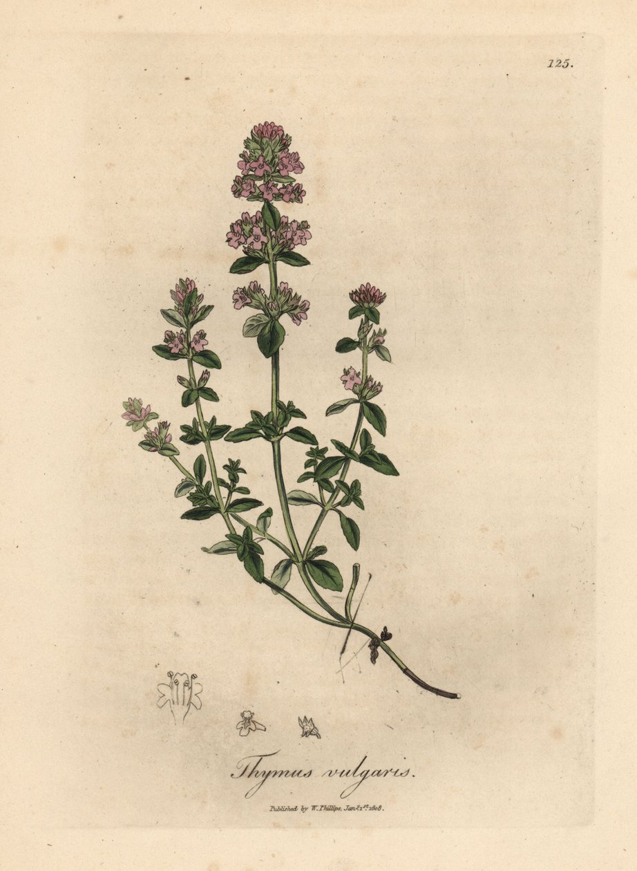 Vaaleanpunainen kukkainen puutarhatimjami, Thymus vulgaris tekijältä James Sowerby