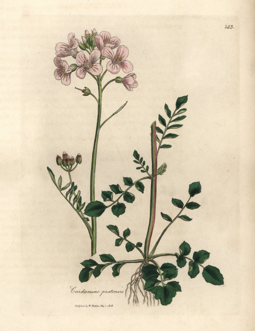 Vaaleanpunainen kukkainen naisten smokki tai kukkakukka, Cardamine pratensis tekijältä James Sowerby