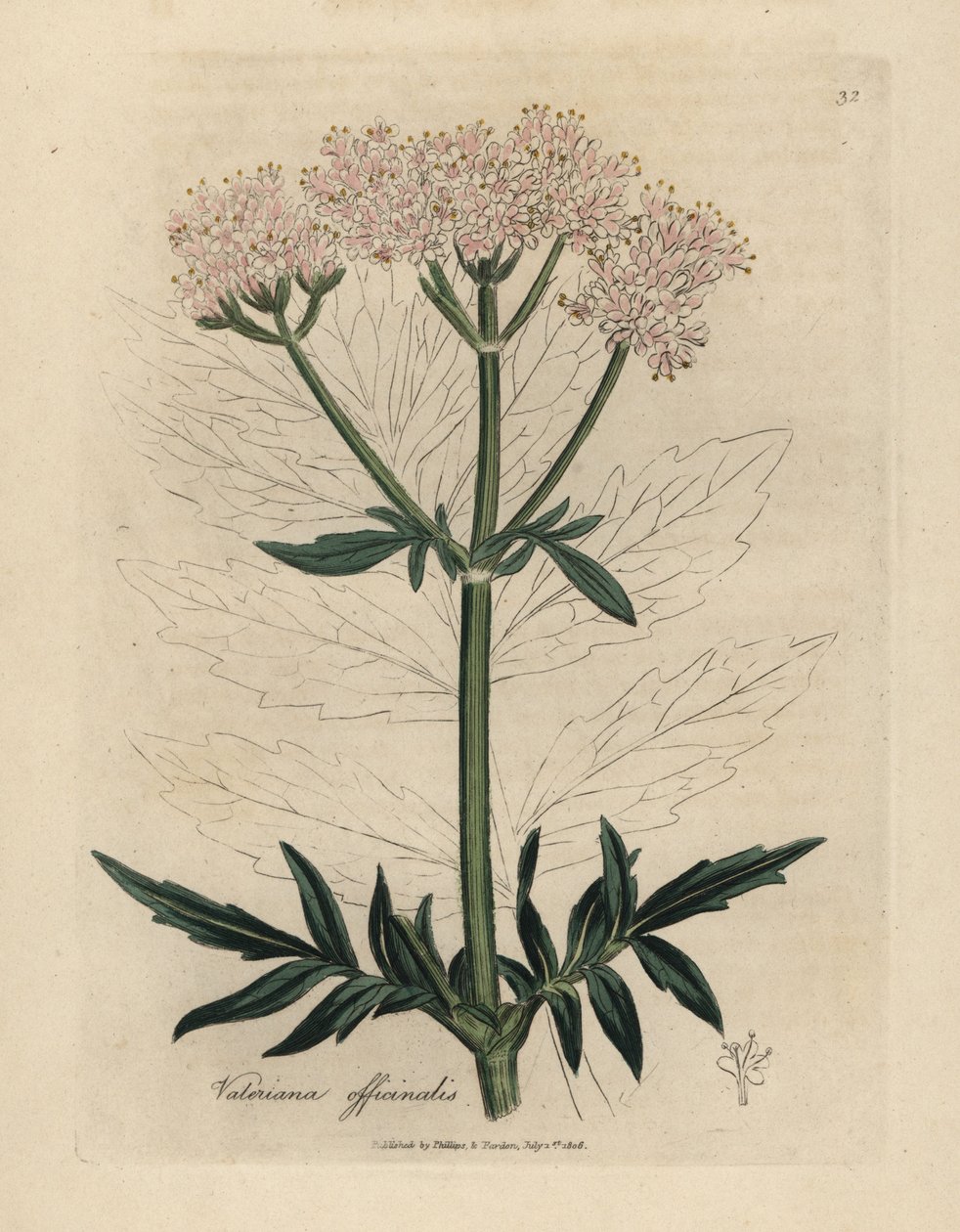 Vaaleanpunainen kukkainen valerian, Valeriana officinalis tekijältä James Sowerby