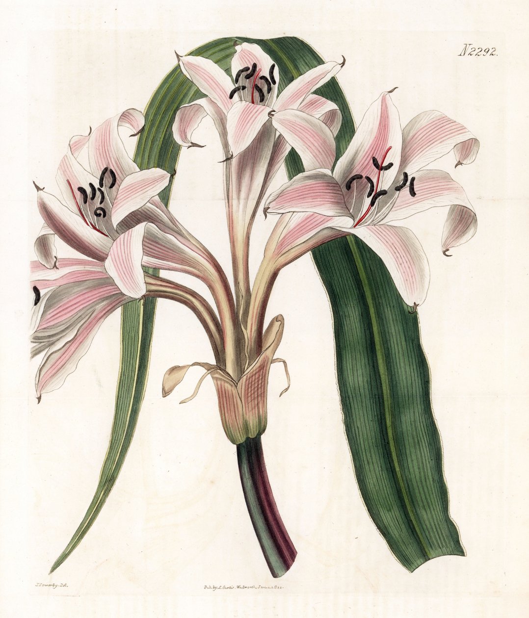 Vaaleanpunainen liljalajike - Vaaleanpunainen raidallinen trumpettililja, Crinum latifolium (Molucca crinum, Crinum moluccanum). Weddellin käsinvärinen kuparikaiverrus James Sowerbyn kuvituksen jälkeen Samuel Curtisin "" Botanical Magazine -lehdestä" Lonto tekijältä James Sowerby