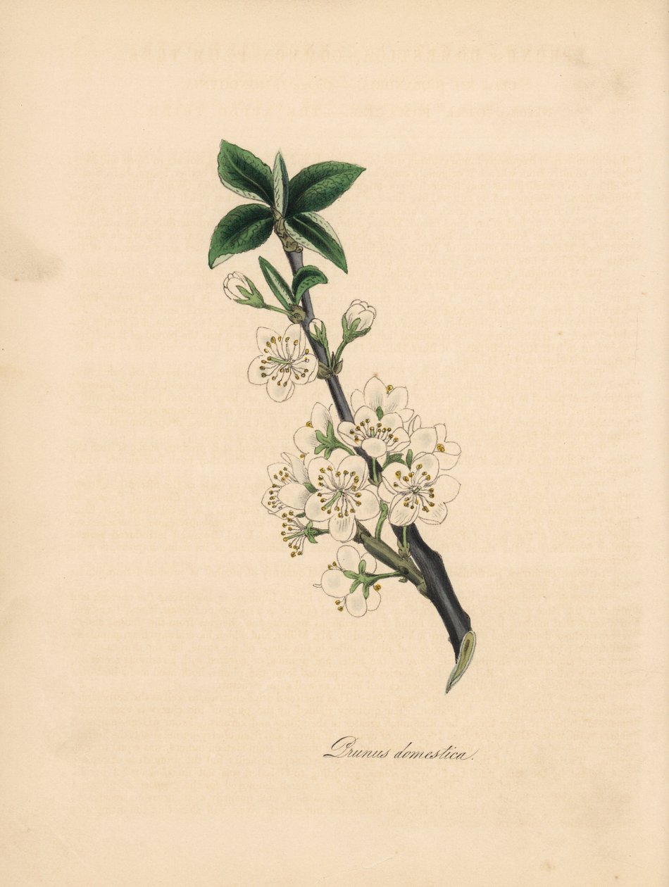 Luumupuu - Tavallinen luumupuu, Prunus domestica. Otettu James Sowerbyn kuvituksesta William Woodvillen teoksesta "Medical Botany". C. Chabotin käsinvärinen sinkografi, jonka on piirtänyt neiti M. A. Burnett teoksesta "" Plantae Utiliores: or Illustrations tekijältä James Sowerby
