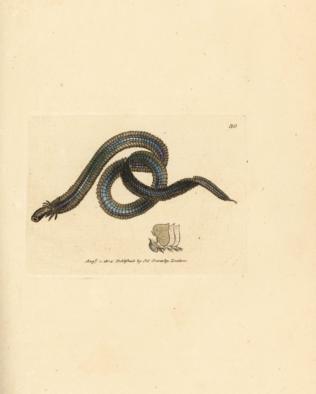 Polychaete mato, Phyllodoce lamelligera (Nereis lamelligera). James Sowerbyn käsinvärinen kuparikaiverrus The British Miscellanysta tai värillisiä hahmoja uusista, harvinaisista tai vähän tunnetuista eläimistä. tekijältä James Sowerby