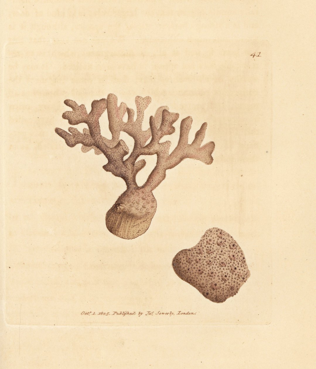 Porella compressa (Millepora compressa). James Sowerbyn käsinvärinen kuparikaiverrus The British Miscellanysta tai värillisiä hahmoja uusista, harvinaisista tai vähän tunnetuista eläimistä. tekijältä James Sowerby