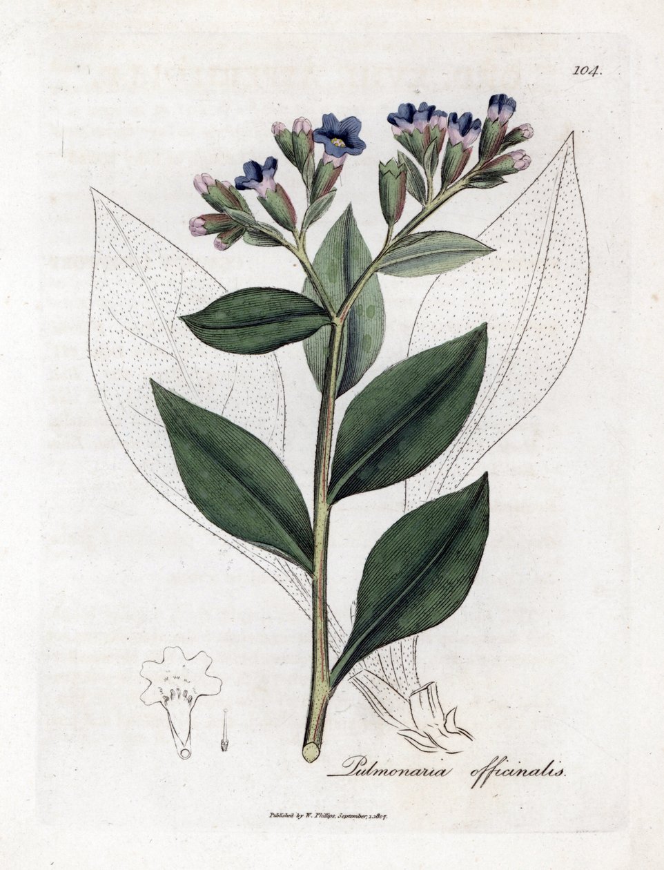 Keuhkojen officinale - keuhkojuuri, Pulmonia officinalis. Käsinvärinen kuparilevykaiverrus James Sowerbyn kasvitieteellisestä kuvituksesta William Woodvillesta ja Sir William Jackson Hookerin "" Medical Botany" -teoksesta, John Bohn, Lontoo tekijältä James Sowerby