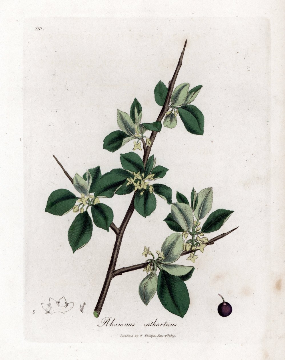 Purgatiivinen tai katarsinen tyrni - Purging tyrni, Rhamnus catharticus. Käsinvärinen kuparilevykaiverrus James Sowerbyn kasvitieteellisestä kuvituksesta William Woodvillesta ja Sir William Jackson Hookerin "" Medical Botany" -teoksesta, John Bohn, Lontoo tekijältä James Sowerby
