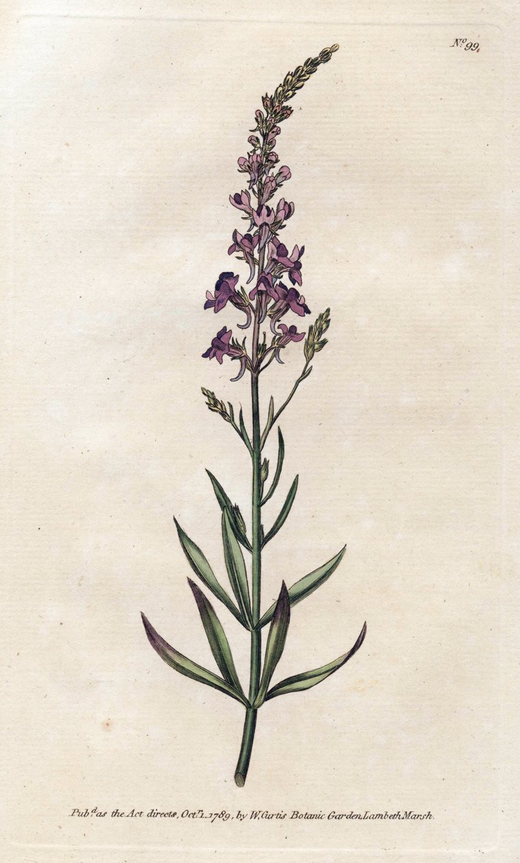 Purple Linar - James Sowerbyn (1757-1822) litografia, William Curtisin kasvitieteellinen aikakauslehti (1746-1799) tekijältä James Sowerby