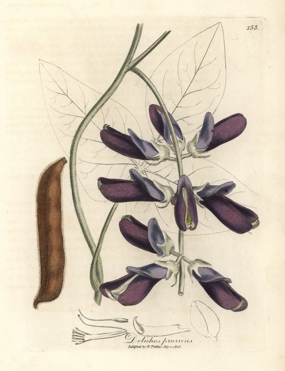 Violetti kukkainen cowhage dolichos, Dolichos pruriens tekijältä James Sowerby