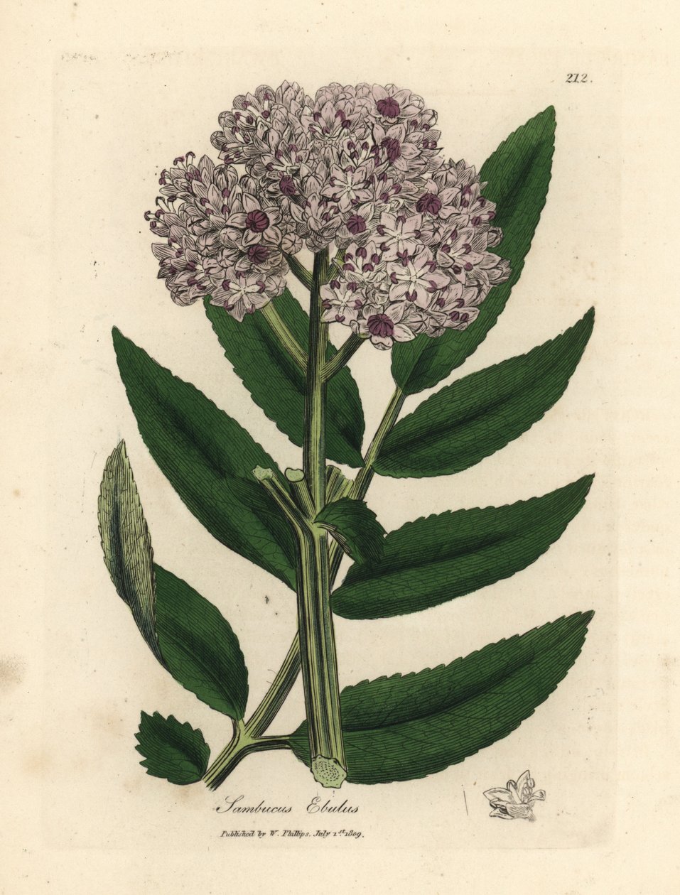 Purppuranpunainen kukkainen kääpiövanhempi, Sambucus ebulus tekijältä James Sowerby