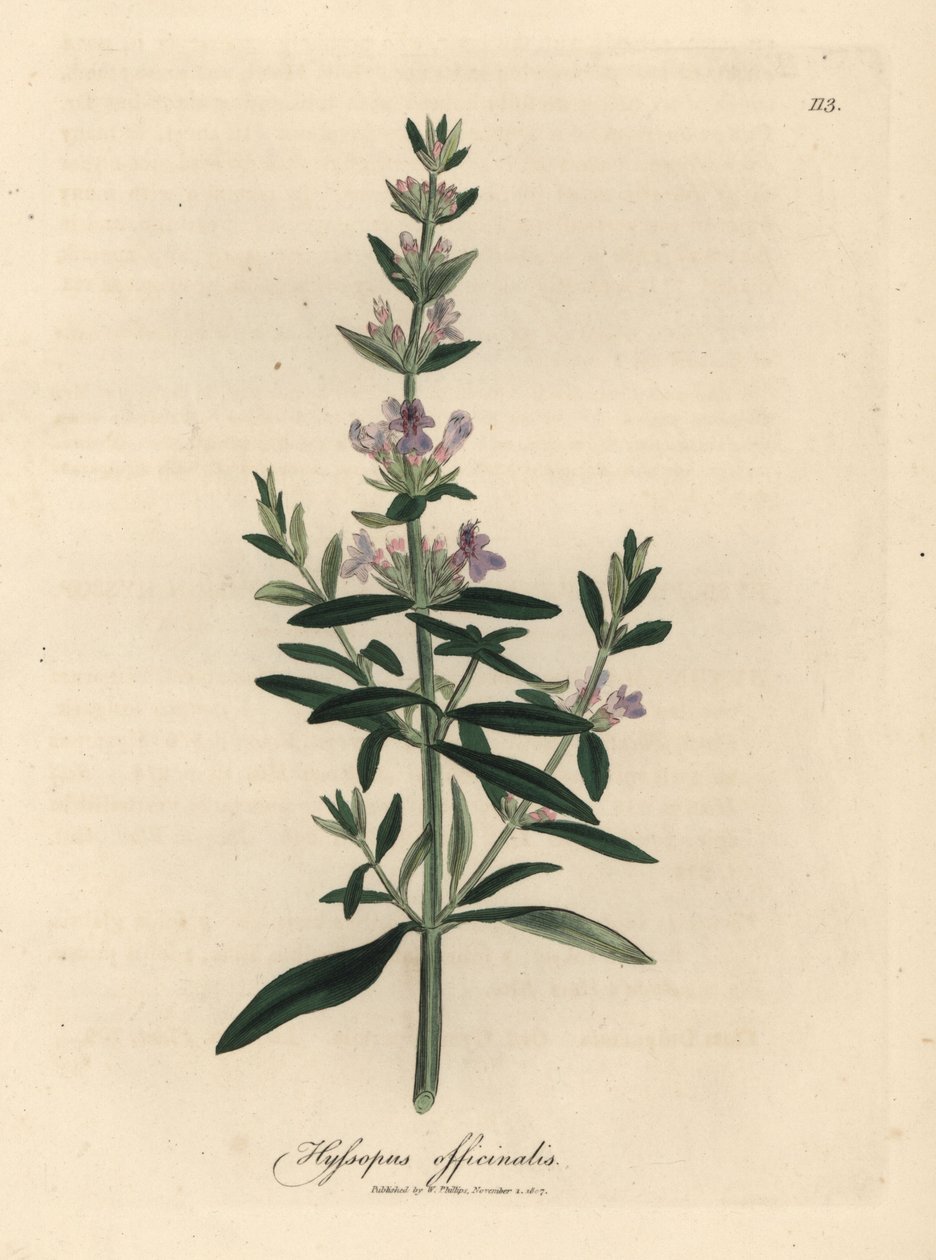 Purppurakukkainen iisoppi, Hyssopus officinalis tekijältä James Sowerby