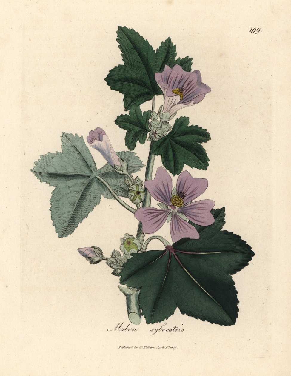 Purppurakukkainen malva, Malva sylvestris tekijältä James Sowerby