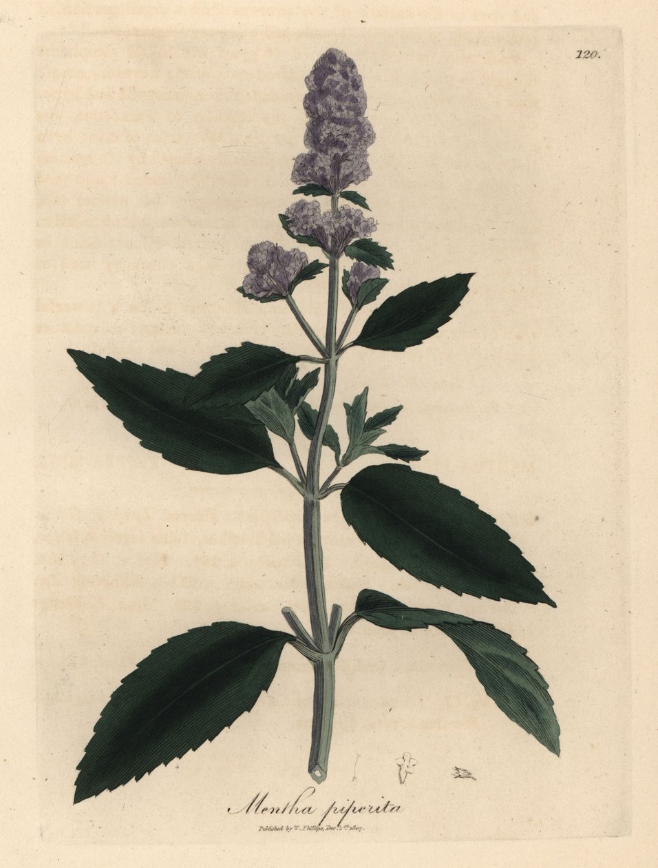 Violetti kukkainen piparminttu, Mentha piperita tekijältä James Sowerby