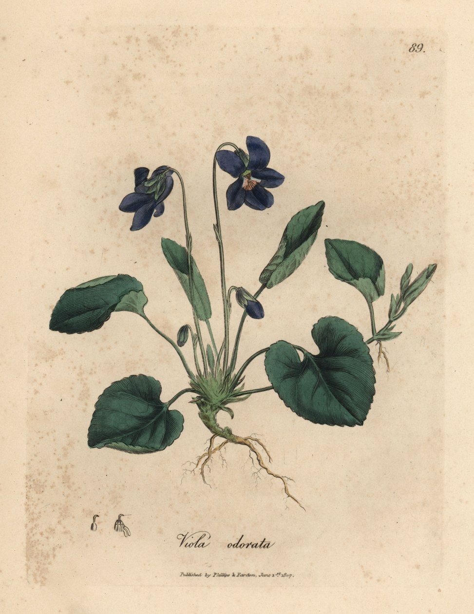 Purppurakukkainen makea orvokki, Viola odorata tekijältä James Sowerby
