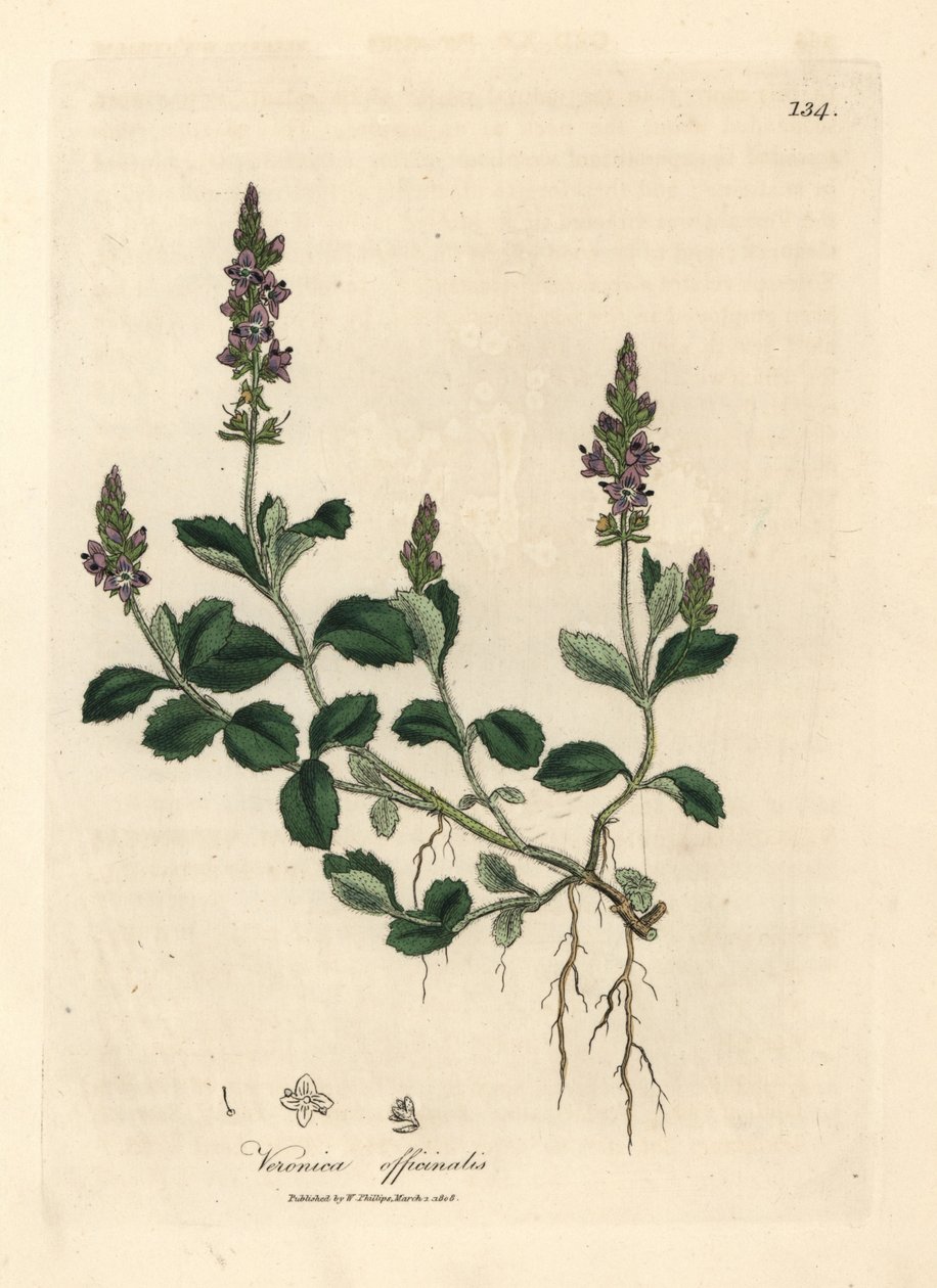 Violetti kukkainen veronika, Veronica officinalis tekijältä James Sowerby