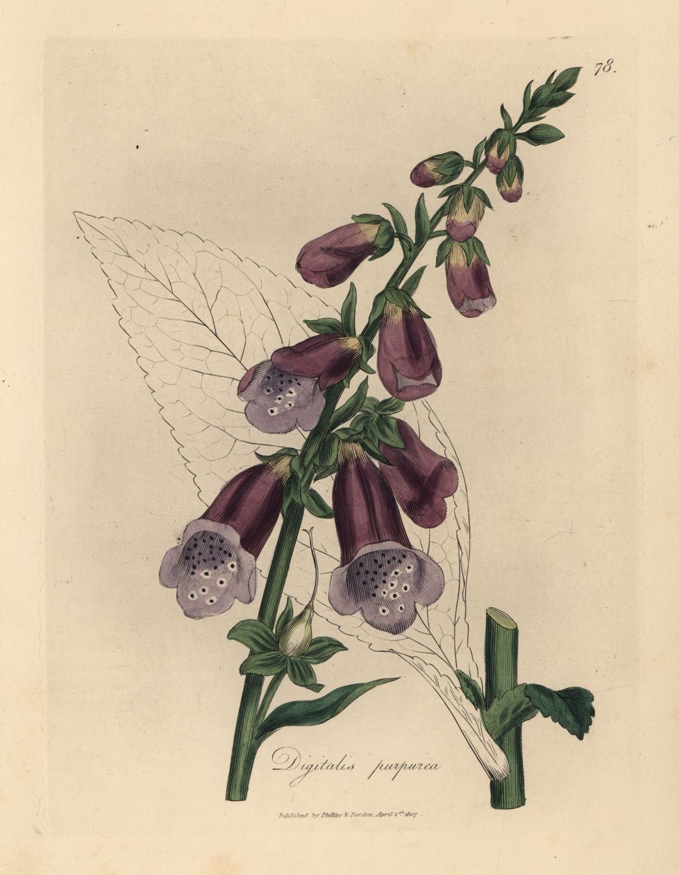 Purppura kettukäsine, Digitalis purpurea tekijältä James Sowerby