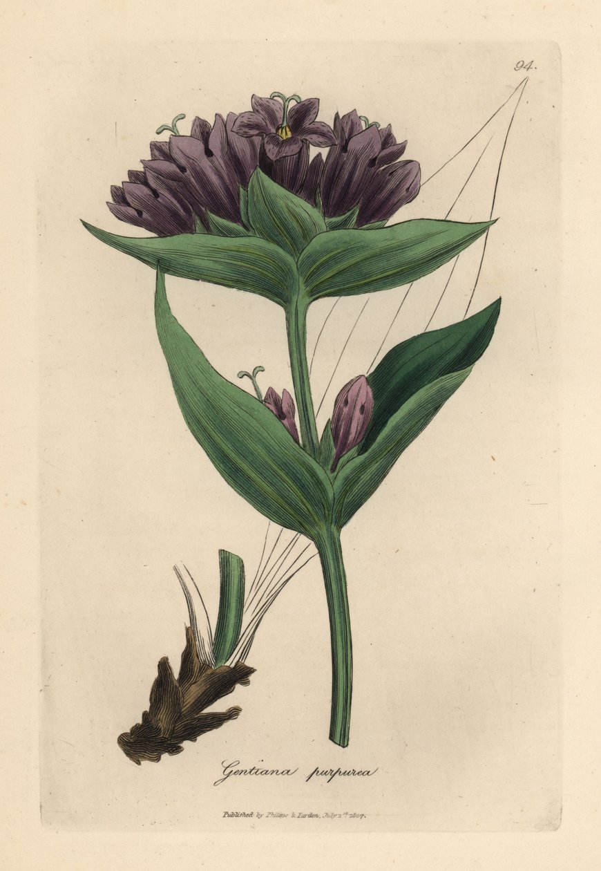 Violetti gentian, Gentiana purpurea tekijältä James Sowerby