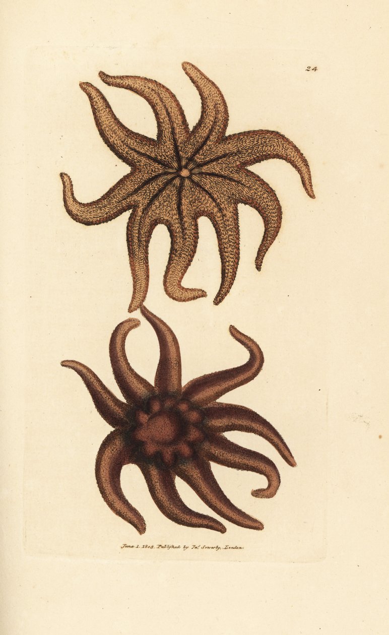 Purppura aurinkotähti, Solaster endeca (yhdeksänsäteinen meritähti, Asterias endeca). James Sowerbyn käsinvärinen kuparikaiverrus The British Miscellanysta tai värillisiä hahmoja uusista, harvinaisista tai vähän tunnetuista eläimistä. tekijältä James Sowerby