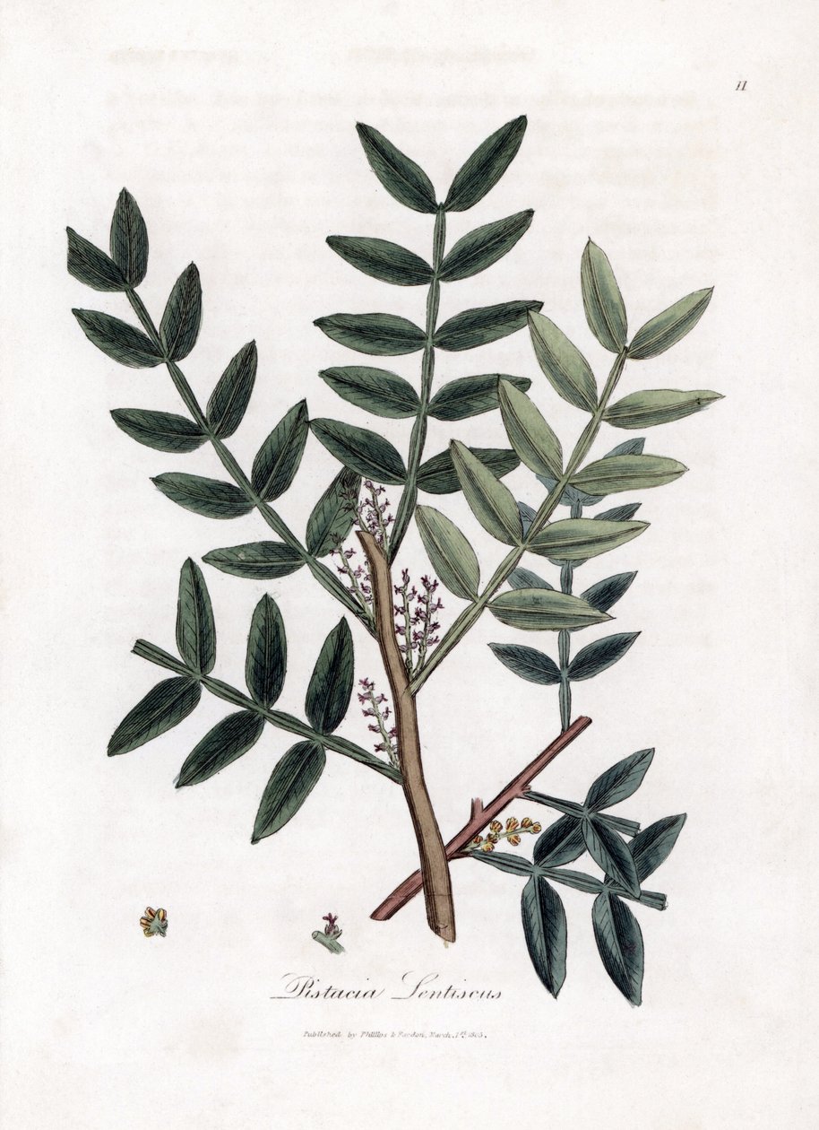 Kittipuu tai lentiscus-pistaasi - Kittipuu, Pistacia lentiscus. Käsinvärinen kuparilevykaiverrus James Sowerbyn kasvitieteellisestä kuvituksesta William Woodvillesta ja Sir William Jackson Hookerin "" Medical Botany" -teoksesta, John Bohn, Lontoo tekijältä James Sowerby