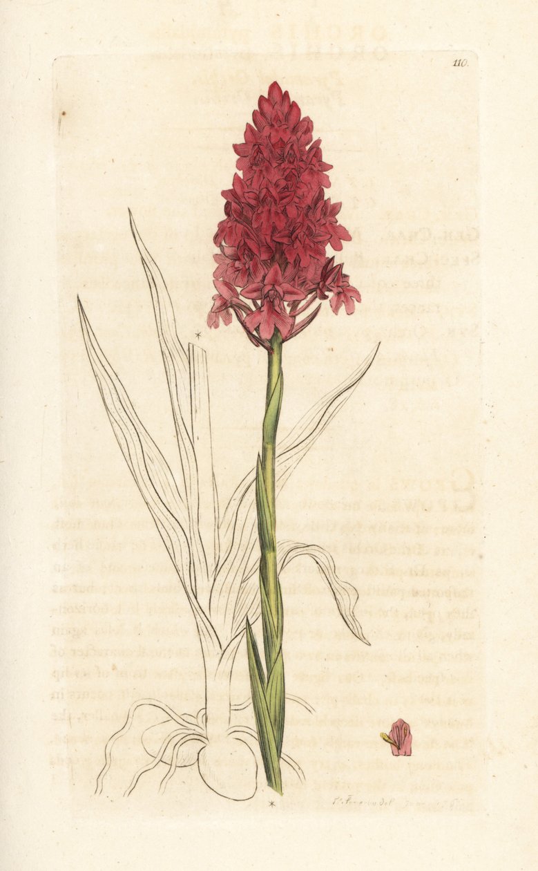 Pyramidaalinen orkidea, Anacamptis pyramidalis (Pyramidal orchis, Orchis pyramidalis). Käsinvärinen kuparikaiverrus James Sowerbyn kuvituksen jälkeen James Smithin Englannin kasvitieteellisestä lehdestä Lontoossa tekijältä James Sowerby