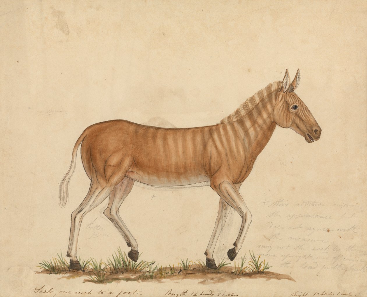 Quagga Zebra tekijältä James Sowerby