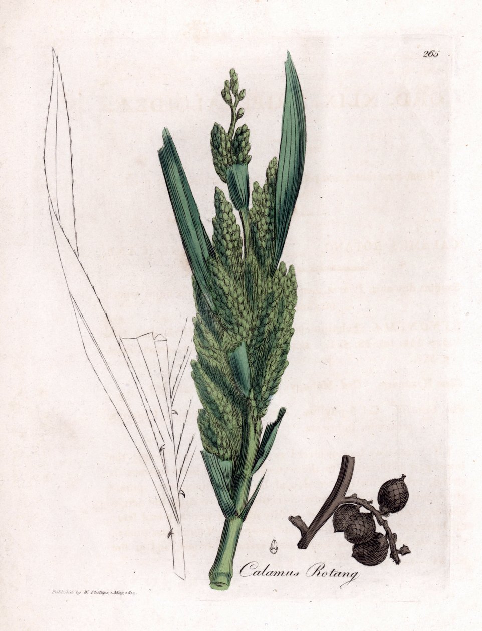 Rottinkipalmu - Rotang-ruoko, Calamus rotang. Käsinvärinen kuparilevykaiverrus James Sowerbyn kasvitieteellisestä kuvituksesta William Woodvillesta ja Sir William Jackson Hookerin "" Medical Botany" -teoksesta, John Bohn, Lontoo tekijältä James Sowerby